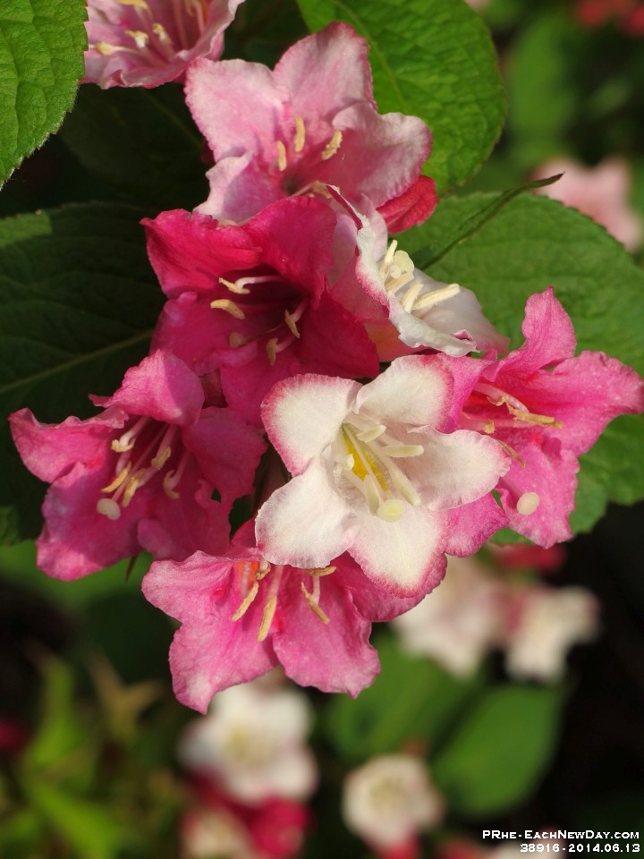 38916Le - Garden flowers